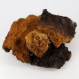 chaga_kuskovaya
