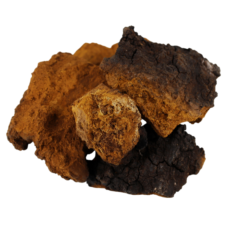 chaga_kuskovaya-Photoroom